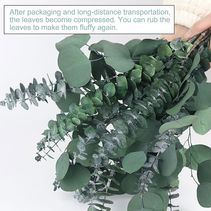 25 Pcs Preserved Dried Eucalyptus Stems & Silver Dollar Leaves Bundle, Natural Real Fresh Eucalyptus, 17" Preserved Eucalyptu Branches for Shower Hanging, Bathroom Decor, Garland, Greenery Plant