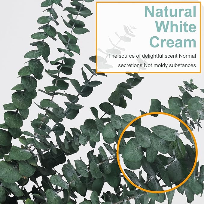25 Pcs Preserved Dried Eucalyptus Stems & Silver Dollar Leaves Bundle, Natural Real Fresh Eucalyptus, 17" Preserved Eucalyptu Branches for Shower Hanging, Bathroom Decor, Garland, Greenery Plant